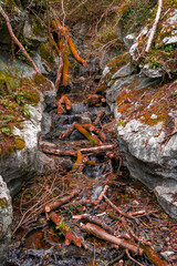 Zugarramurdi Forest. Navarre. Spain