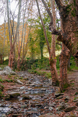 Zugarramurdi Forest. Navarre. Spain