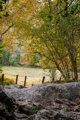 Zugarramurdi Forest. Navarre. Spain