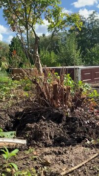 Gro&szlig;e Wurzel mit Spaten ausgraben