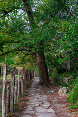 Trails in the Zugarramurdi forest. Navarra. Spain