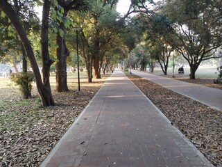 path to the tortuous path ahead in the woods and botanical park