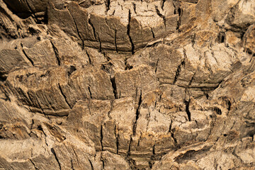 Texture of a date tree trunk, close-up