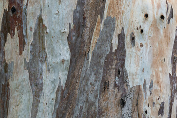 Shades of eucalyptus tree trunk texture