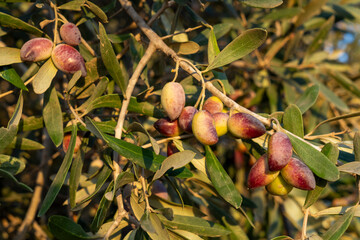 A lot of olives on the tree in the picking season