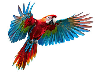 Fototapeta premium Colorful parrot flying with wide-spread wings, isolated on transparent cutout background