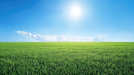 Obraz premium Bright Sunny Field of Wild Grass Under Clear Sky