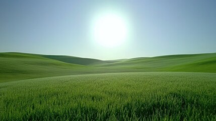 Obraz premium Sunlit Vibrant Green Field Under Clear Sky