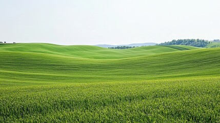 Naklejka premium Lush Green Field Under Bright Sky