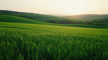 Fototapeta premium Lush Green Field Under a Vibrant Sunset