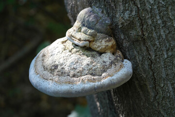 Closeup on a tinder conk or polypore mushroom, Fomes fomentarius