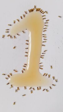 Unique way to countdown numeric number with formation of ants eating honey. Red fire ants are eating honey in the kitchen. Feeding the colonies of ants in the morning as symbol of kindness