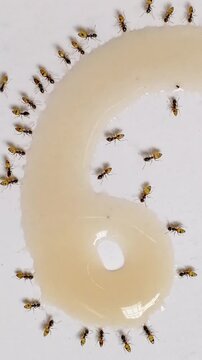 Unique way to countdown numeric number with formation of ants eating honey. Red fire ants are eating honey in the kitchen. Feeding the colonies of ants in the morning as symbol of kindness