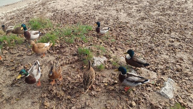 ducks on the pond