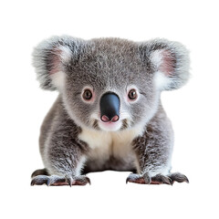 Obraz premium Baby koala isolated transparent background