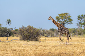 Southern Giraffe (Giraffa camelopardalis angolensis) walking in Moremi game reserve, Botswana, Africa