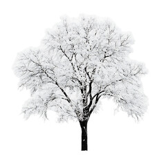 Beautiful winter snowy tree isolated transparent background