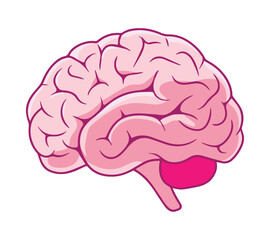 Brain Hand Drawn Doodle Object Illustration Design