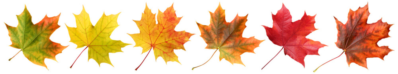 autumn maple leaves isolated on a white background. a collection of yellow and red leaves, a long banner. a fallen maple leaf.