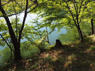 木陰と湖 PA121685