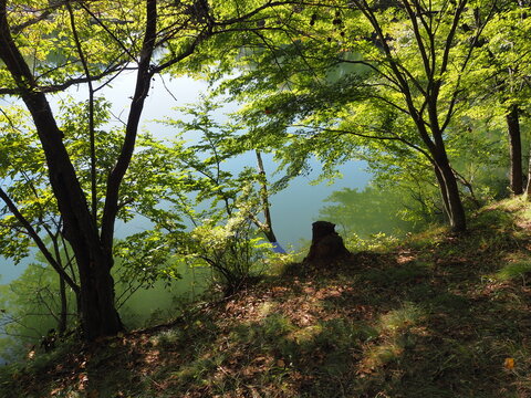 木陰と湖 PA121685