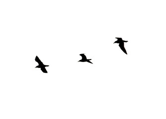 Three birds flying in white background