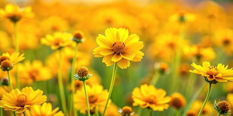 Close-up of yellow paramela adesmia boronioides flowers with blurred background