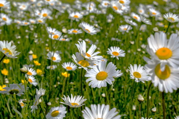 A field with daisies in close-up in summer