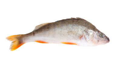 A fish is shown on a white background