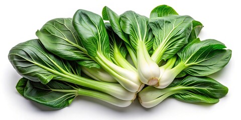 closeup painting of freshly harvested bok choy with white background in bird's eye view