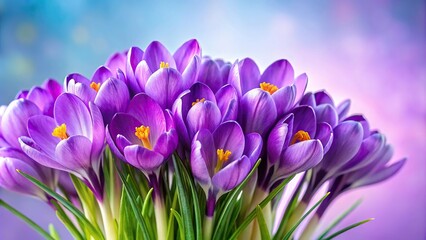 Close-Up Purple Crocus Bouquet on Light Background