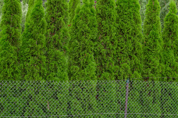 Gęsty zielony naturalny płot  zrobiony z wiecznie zielonych drzew iglastych, tuja, żywotnik © Paweł Kacperek