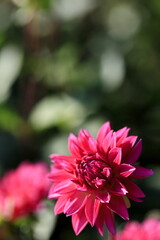 Fototapeta premium 満開のダリア