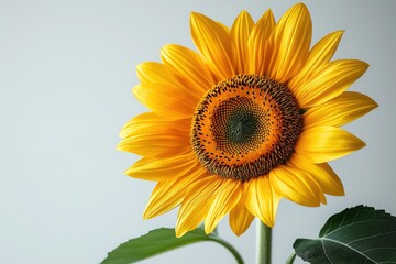 Obraz premium Sunflower on white background