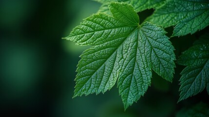Lush Green Leaf with Detailed Texture