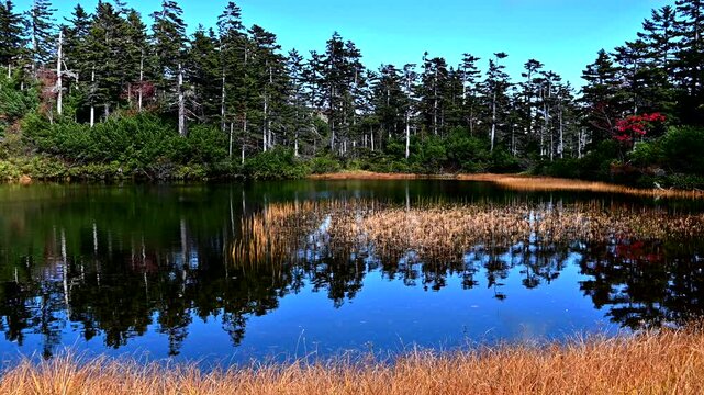 大雪高原温泉沼 大雪山 高根ヶ原のふもとに点在する沼や池をめぐる、秋の紅葉 春の水芭蕉が美しい