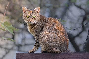 beautiful tabby cat on fence