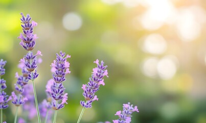 Naklejka premium A summer day captures lavender flowers blooming in a garden, Generative AI