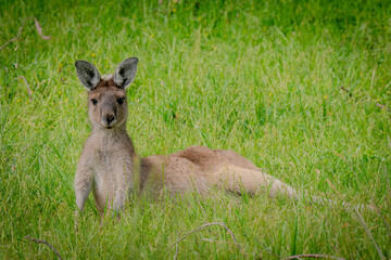 Relaxed Kangaroo Lying on Grass, Gazing at Camera