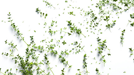 Thyme sprigs are scattered on the white table. Close-up of thyme sprigs scattered on a white background. Leaves of different sizes and shapes create a sense of depth and movement