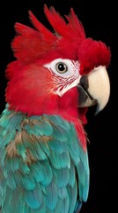 Fototapeta premium A tight shot of a red-and-green parrot against a black background A black background bearing a red-and-green parrot atop its surface