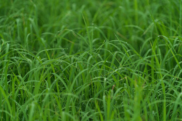This picture is a picture of green rice plants with morning dew.