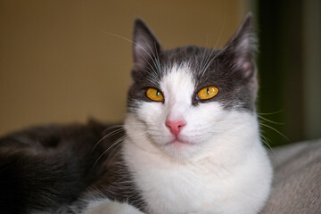 Cat, White, Grey - Close-up Portrait of a White and Grey Cat with Yellow Eyes Looking Directly at the Camera.