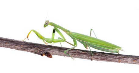 Mantis green isolated on white background. European mantis or praying mantis on a branch. Clipping path.