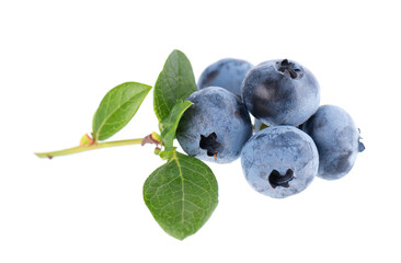 Blueberry branch isolated on white background. Bilberry or whortleberry with green leaves. Clipping path.