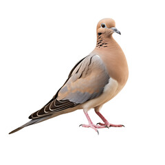 Fototapeta premium A close-up view of a mourning dove perched on a stone in a natural setting during daylight