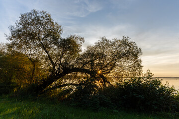 Baum bei Sonnenuntergang am Dümmer.