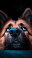 Obraz premium Close-up of a dog's face with blue eyes emitting light against a black backdrop