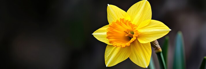 Fototapeta premium A solitary yellow daffodil bloom with emerald green stems in the foreground, and a softly blurred background