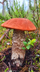 mushrooms in the forest